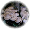 Fungus Identifications