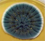 Penicillium agar plate